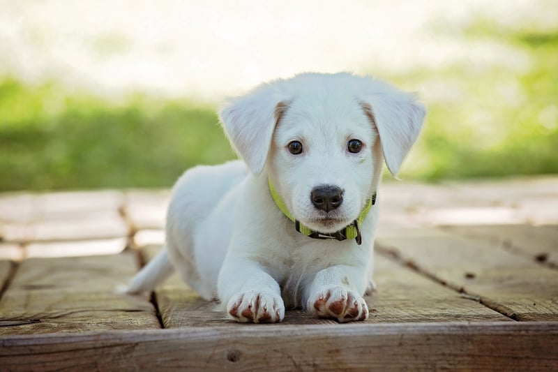 Relaxing dog